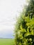 Common boxwood with water drops, field, sky and clouds as background.