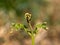 Common Bracken Fern Frond Unfurling