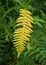 Common Bracken fern yellow colour