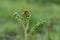 Common bracken pteridium aquilinum