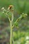 Common bracken pteridium aquilinum