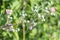 Common bramble rubus fruticosus plant