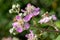 Common bramble rubus fruticosus plant