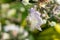 Common bramble rubus fruticosus plant