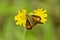 Common branded skipper butterfly on a yellow hawkweed, New Hampshire