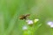 Common Branded Swift butterfly (Pelopidas mathias)