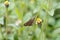 The Common Branded Swift Butterfly Pelopidas mathias,Flower