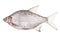 Common bream - Abramis brama