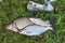Common bream fish and silver bream or white bream fish, roach fish on green grass. Catching freshwater fish and fishing rod with