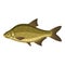 Common bream, freshwater, bronze carp breamfish