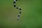 Common Bridle Wolf Snake on tree in nature