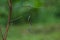 Common Bridle Wolf Snake on tree in nature