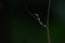 Common Bridle Wolf Snake on tree in nature