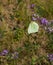 Common Brimstone on Alfalfa plant flowers