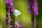 Common Brimstone butterfly