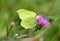 Common brimstone butterfly Gonepteryx rhamni