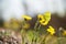 Common brimstone butterfly, Gonepteryx, rhamni, in coltsfoot flower