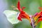 Common brimstone butterfly Gonepteryx rhamni on a garden Montbretia - Crocosmia Lucifer