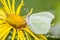 Common brimstone butterfly Gonepteryx rhamni on giant fleabane Inula magnifica