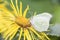 Common brimstone butterfly Gonepteryx rhamni on giant fleabane Inula magnifica