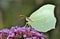 Common Brimstone Butterfly Seeking For Nectar On A Buddleia Pink Flower