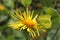 Common brimstone on elecampane flower