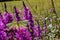 Common brimstone (Gonepteryx rhamni) on blooming Purple Loosestrife