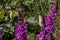 Common brimstone (Gonepteryx rhamni) on blooming Purple Loosestrife