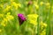 Common Brimstone Gonepteryx rhamni, butterfly drinking nectar from the yellow flowers