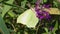 Common Brimstone, Gonepteryx rhamni - butterfly on pink flowers