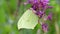 Common Brimstone, Gonepteryx rhamni - butterfly on pink flowers