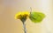 Common brimstone, Gonepteryx rhamni resting on coltsfoot, Tussilago farfara