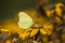 Common brimstone Gonepteryx rhamni on a summer ragwort Ligularia dentata