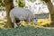 A common british sheep in early morning light in March 2015