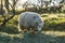 A common british sheep in early morning light in March 2015