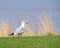 Common british tern gull