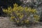 Common broom, Cytisus scoparius