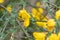 Common broom, Cytisus scoparius, yellow flower