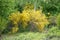 Common broom, Cytisus scoparius, yellow flowering shrub