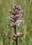 Common Broomrape