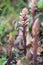 Common broomrape (Orobanche minor var. maritima) in flower