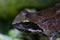 Common brown european frog eye close up shot