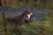 Common Brown frog and eggs in spring.