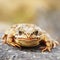 Common brown frog macro image