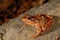 Common brown frog Rana temporaria in Montseny, Gerona, Spain