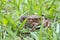 A common brown garden frog in green grass