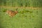 Common brown hare running through lush green field