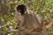 Common Brown Lemur