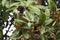 Common brown lemur on a fig tree in Madagascar