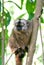 Common brown lemur on a tree of Mayotte island